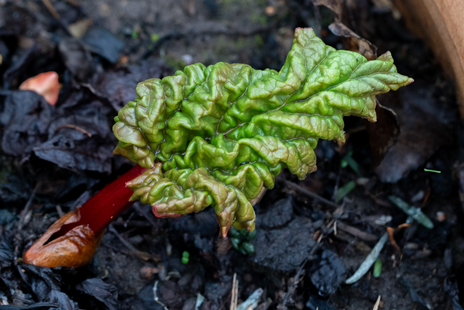 Photography by Chris Allington